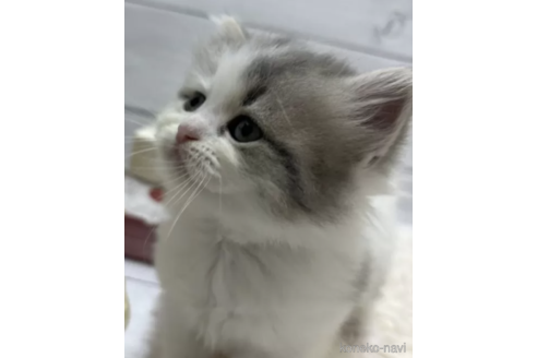 成約済の京都府のその他の猫種-80427の5枚目
